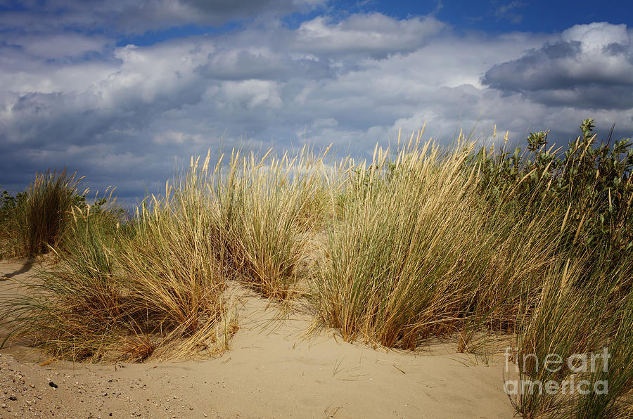 Dune Grass At A Cloudy Sky Photograph
