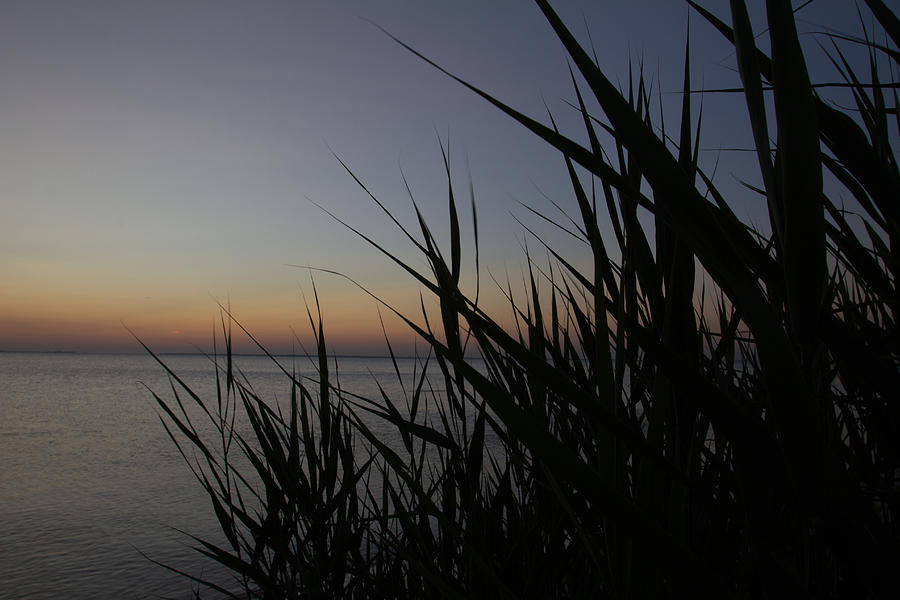 Dune Grass at Dawn Photograph by Leah Palmer