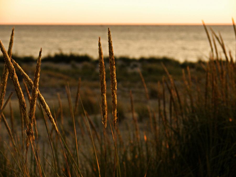 Dune Grass at Sunset Photograph by Michelle Calkins