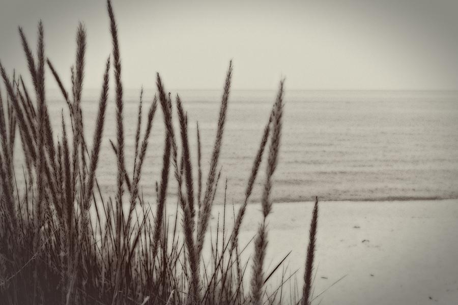 Beach  - Dune Grass in Early Spring by Michelle Calkins