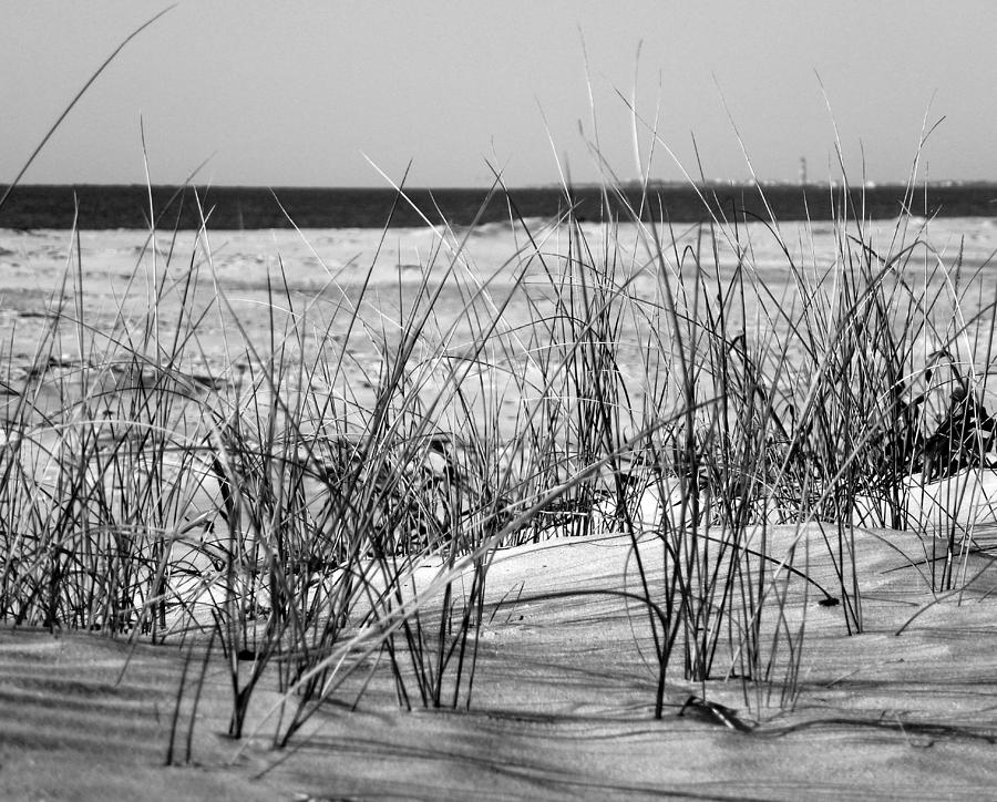 Dune Grass Photograph by Jean Wright