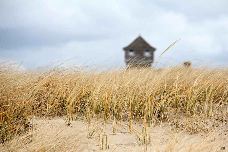 Dune Grass Photograph by John Meader