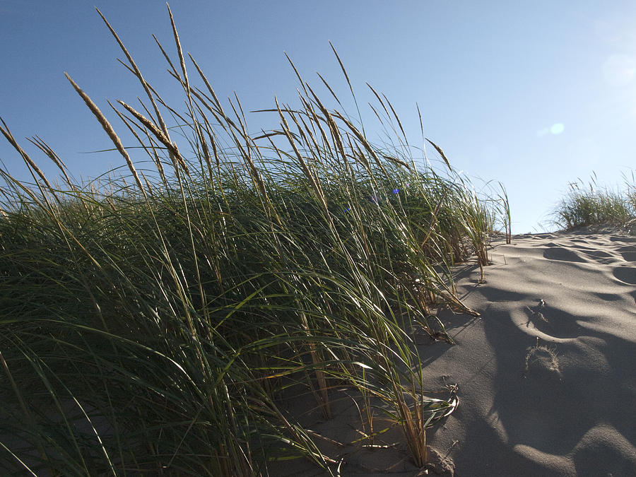 Dune Grass Photograph by Tara Lynn