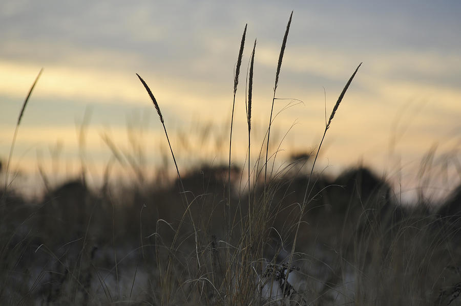 Dune Grass Photograph by Terry DeLuco