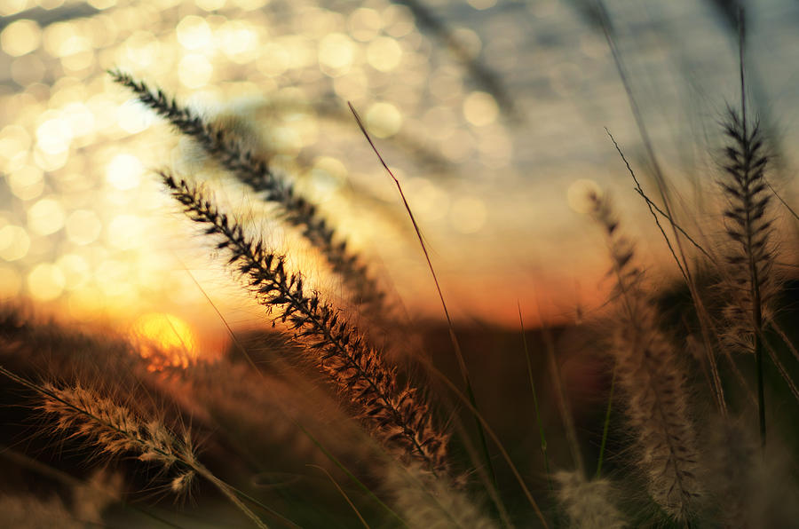 Beach Photograph - Dune by Laura Fasulo