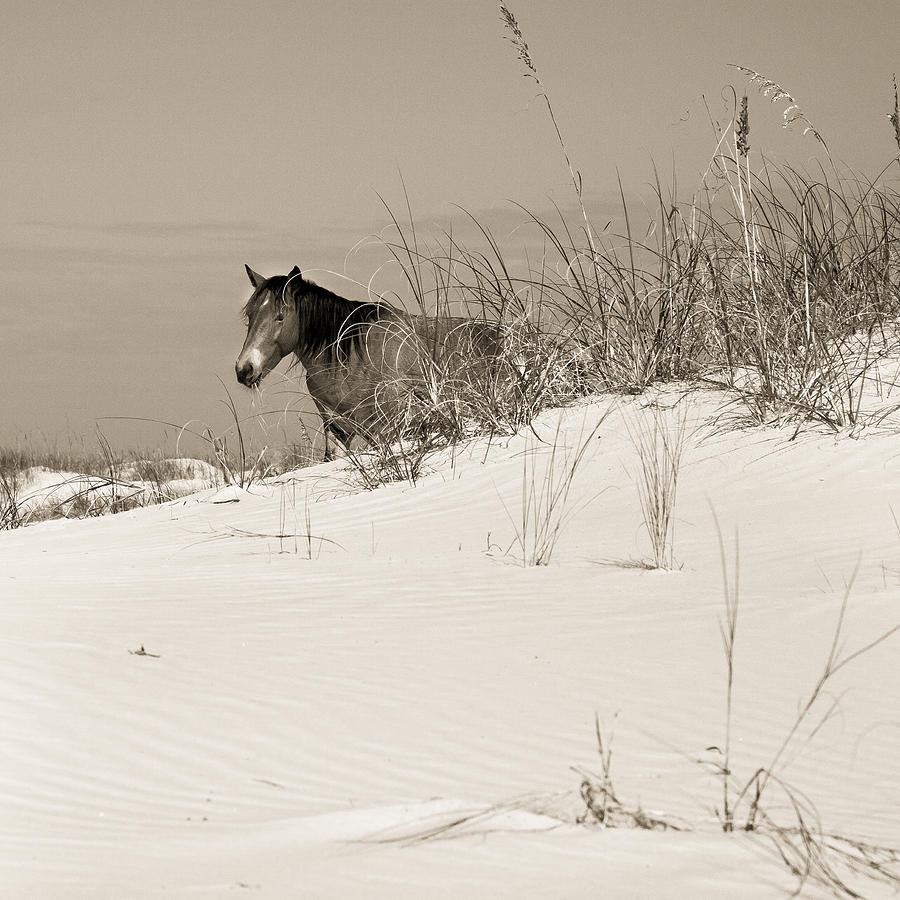 Horse Photograph - Dune Pony by Barbara Northrup