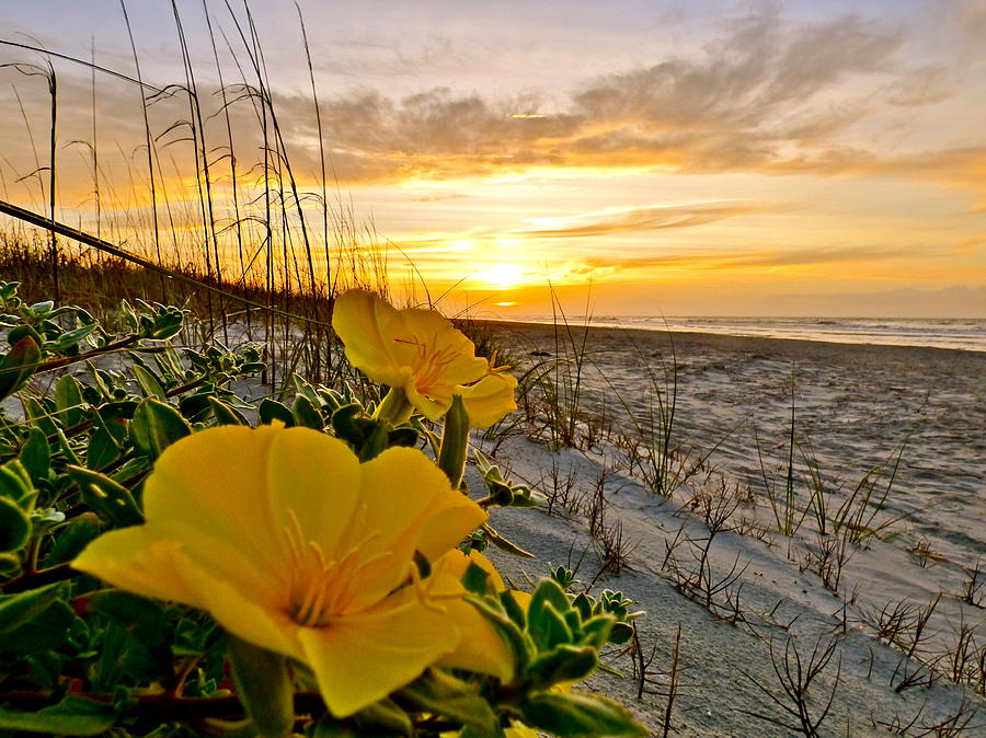 Dune Primrose at Dawn Photograph by Jean Wright