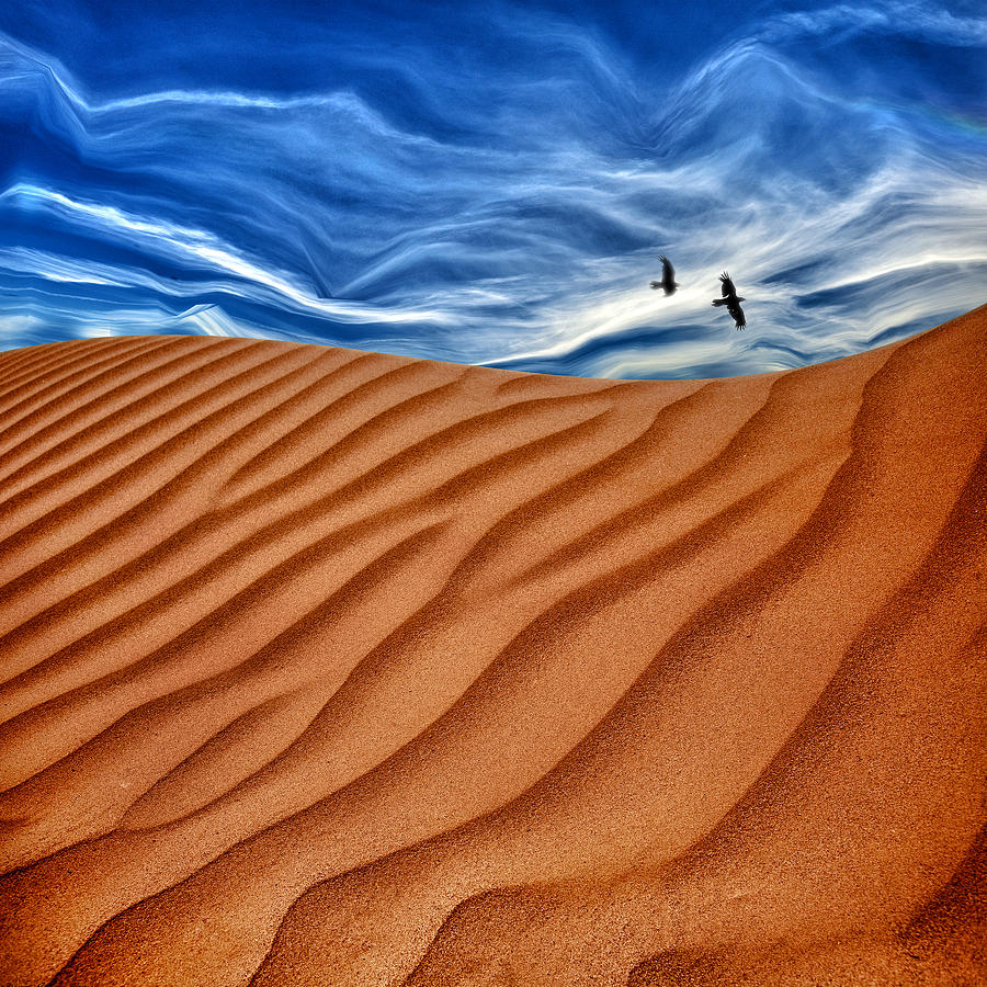 Dune Raven Sky Photograph by Gary Warnimont