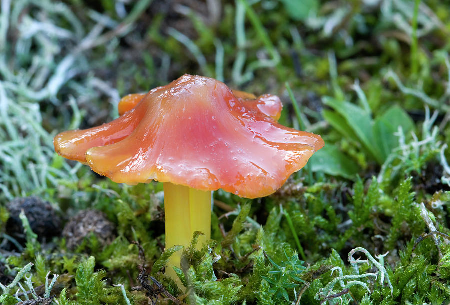 Dune Waxcap Fungus (hygrocybe Conicoides) Photograph by Nigel Downer