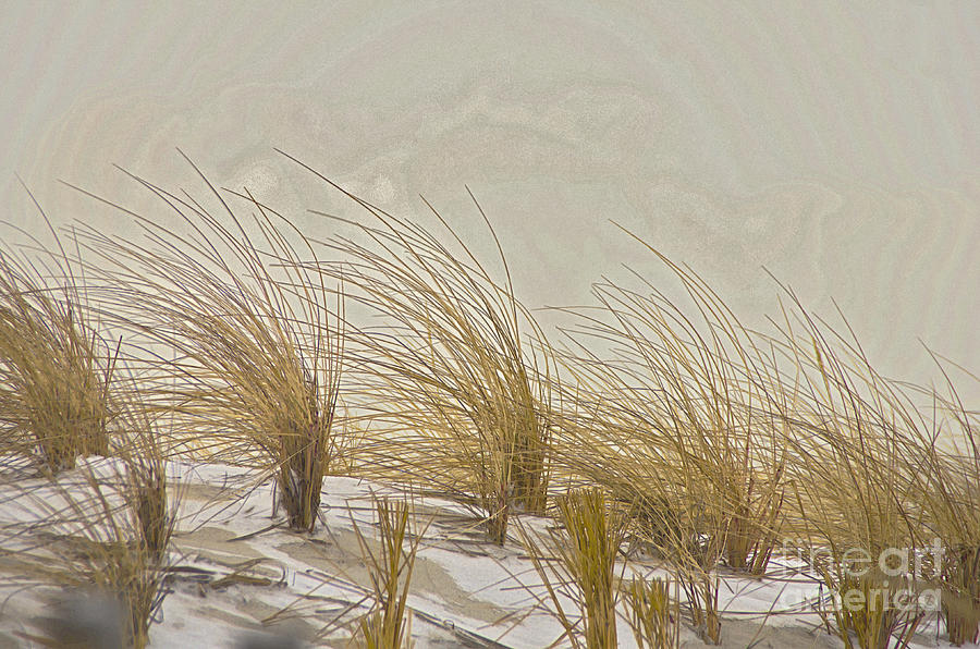 Dune Wisps Photograph by Scott Evers