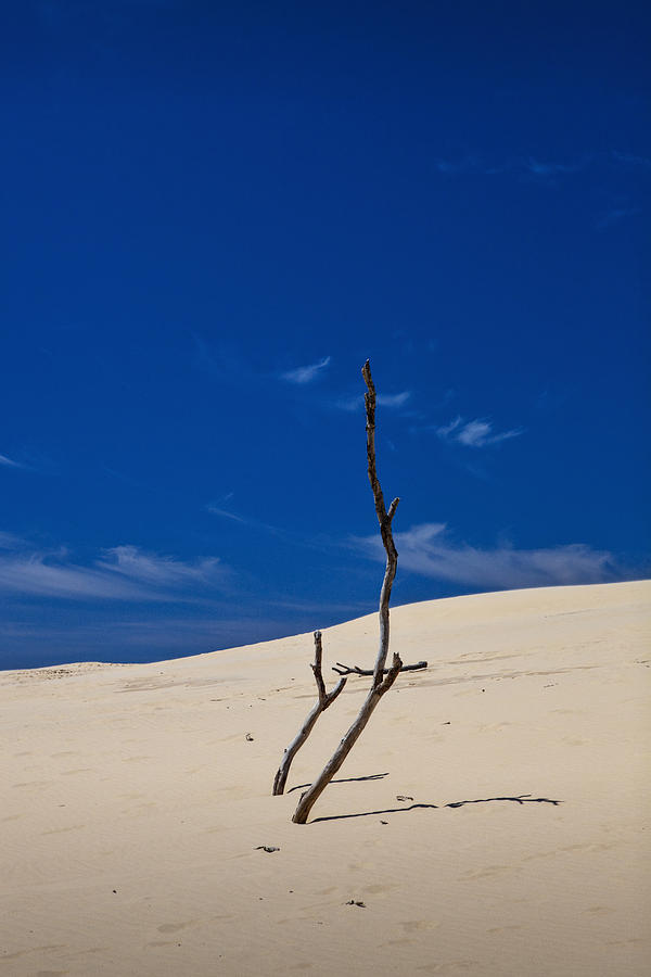 Dune with Dead Trees Photograph by Randall Nyhof