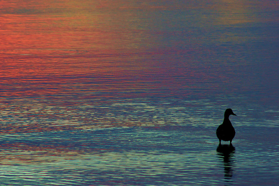 Dunedin Duck in the Water Photograph by Daniel Woodrum