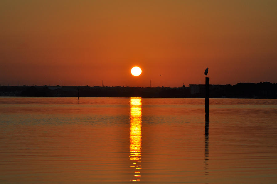 Egret Photograph - Dunedin Florida Sunrise by Bill Cannon