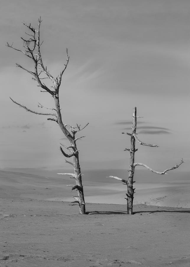 Dunes 2 Photograph by Mark Alder