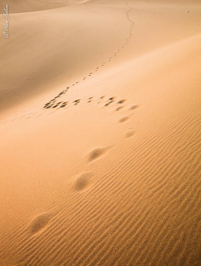 Dunes Photograph by Alexander Fedin