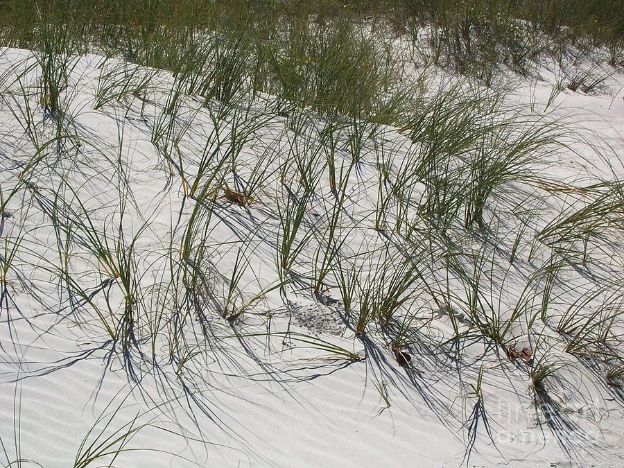Dunes and grass Photograph by David Neace CPX