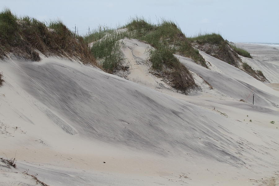 Beach Photograph - Dunes and Grasses 12 by Cathy Lindsey