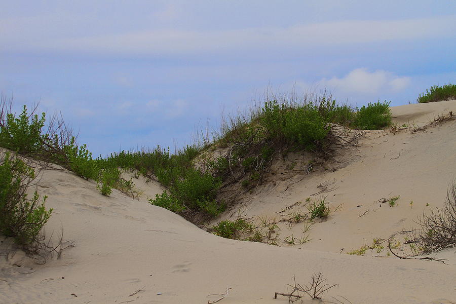 Beach Photograph - Dunes and Grasses 8 by Cathy Lindsey