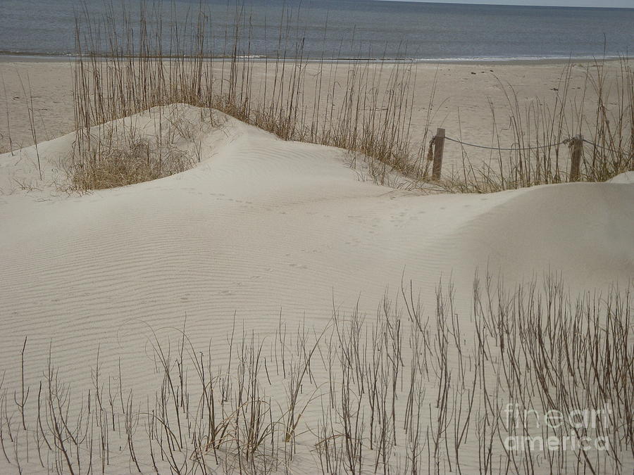 Dunes of Oak Island Photograph by Bill TALICH