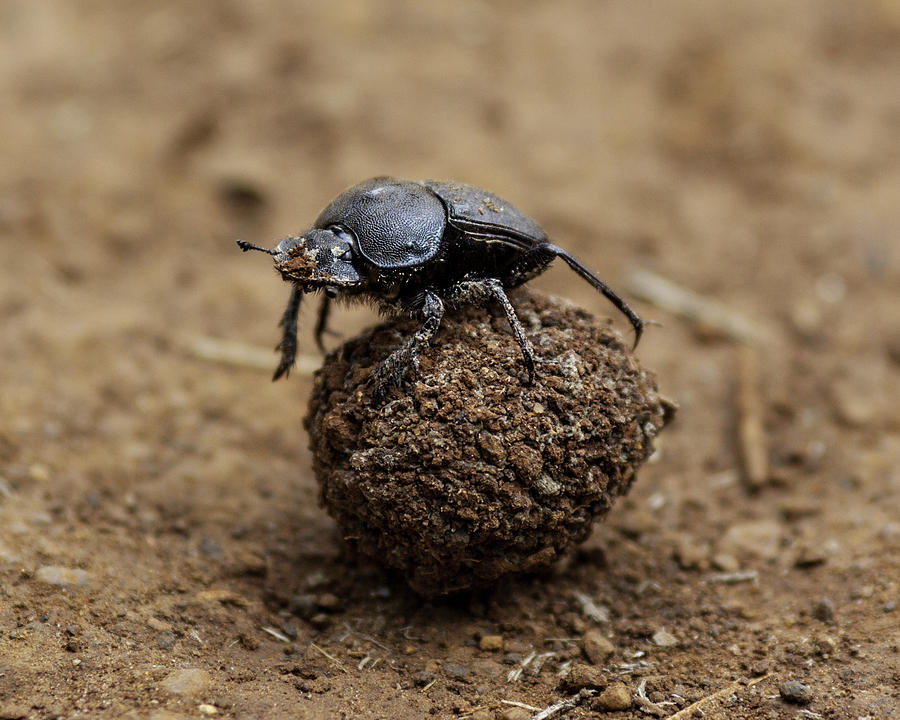 Dung Beetle and its Poo Photograph by Ranplett