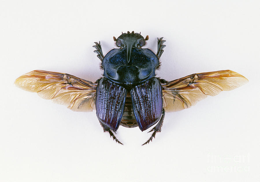 Dung Beetle Photograph by Barbara Strnadova