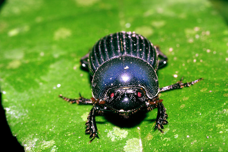 Dung Beetle by Dr Morley Read/science Photo Library