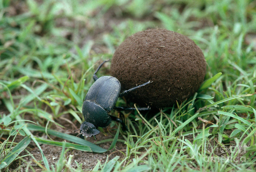 Dung Beetle Photograph by Gregory G. Dimijian, M.D.