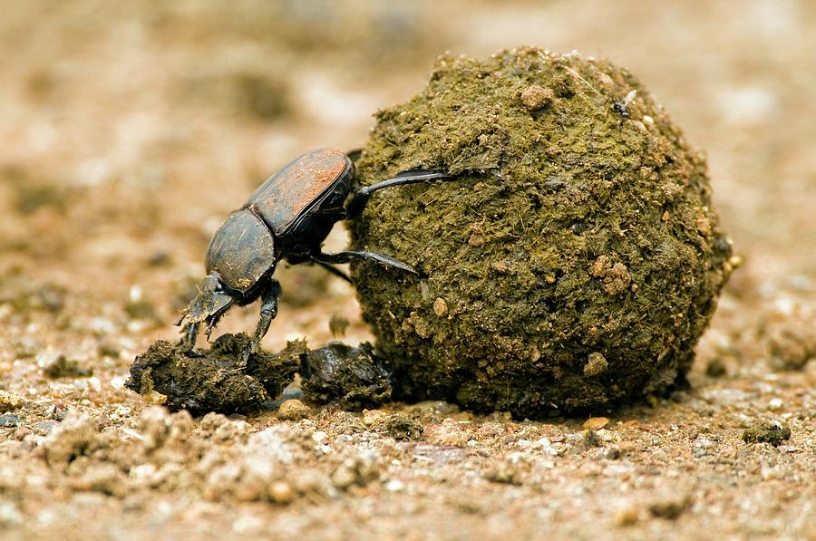Dung Beetle Pushing A Dung Ball Photograph by Peter Chadwick/science Photo Library