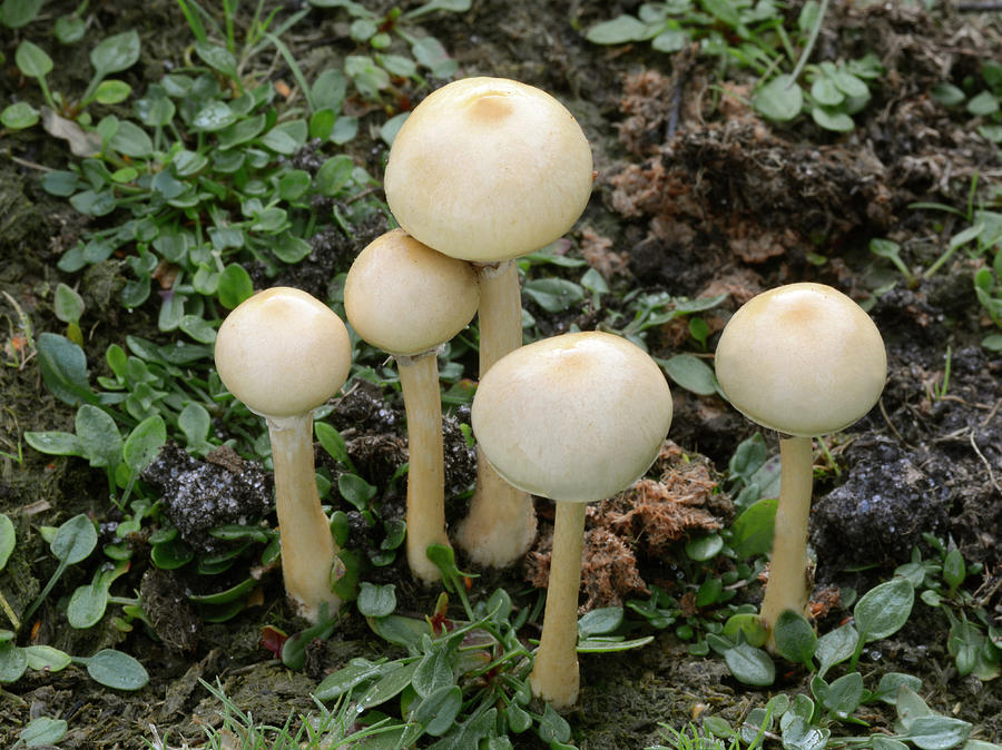 Mushroom Photograph - Dung Roundhead by Nigel Downer/science Photo Library