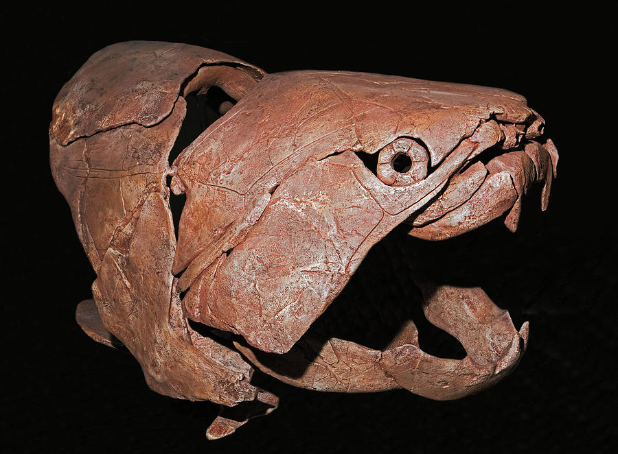 Fish Photograph - Dunkleosteus Skull With Trunk Armor by Millard H. Sharp