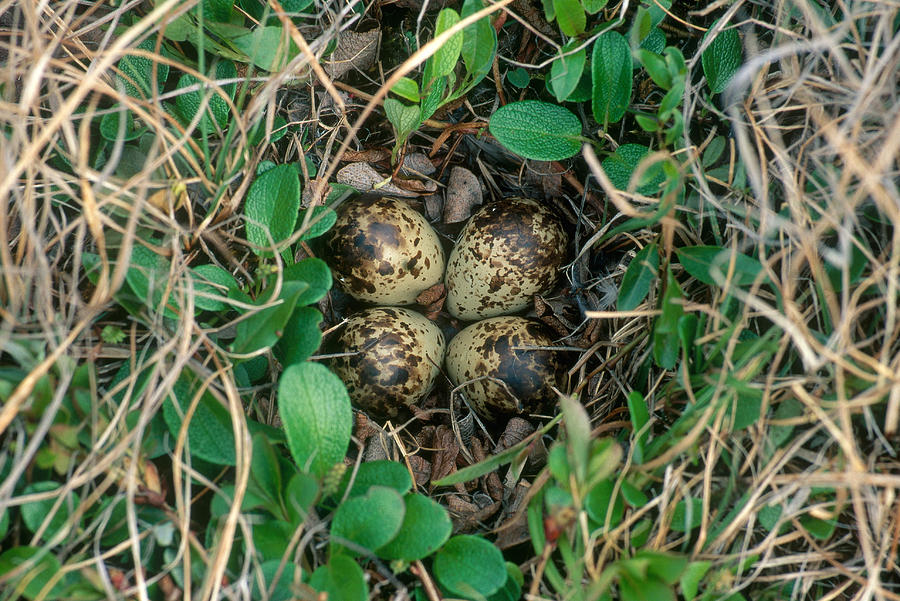 Dunlin Nest And Eggs Photograph by Paul J. Fusco