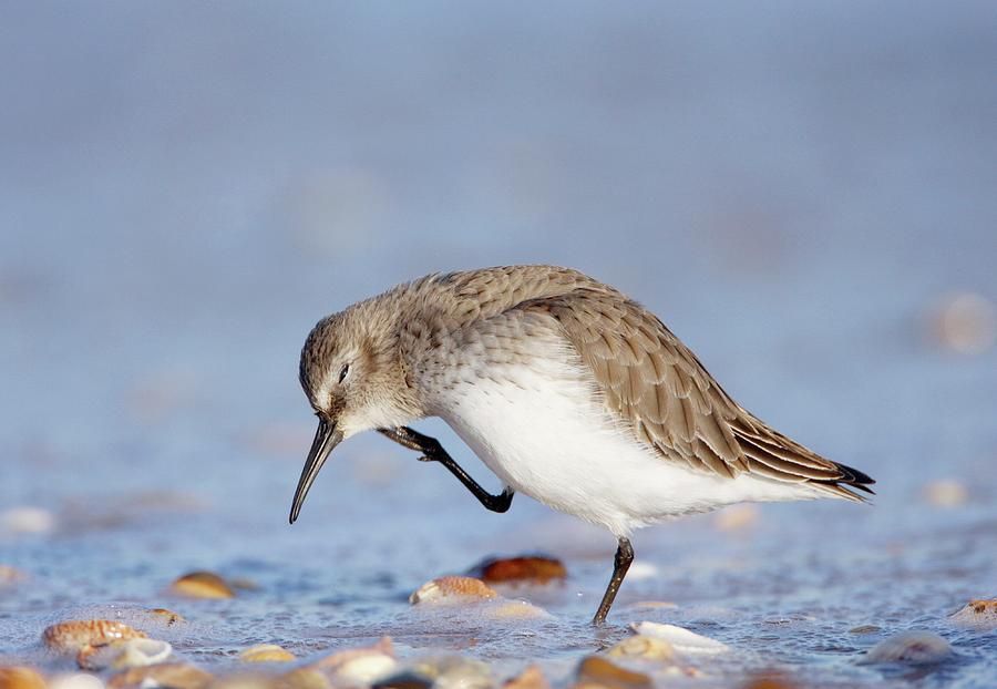 Howtch Dunlin Dunlin Scratching by Science Photo Library