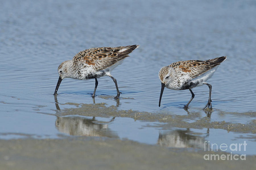Dunlins Photograph by Anthony Mercieca