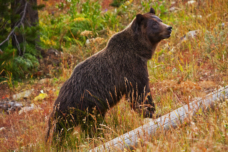 Dunraven Grizzly Photograph by Mark Kiver