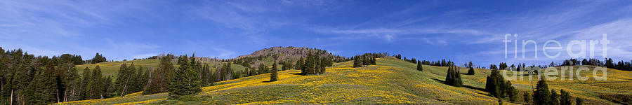 Yellowstone National Park Photograph - Dunraven Pass-Panorama-15x91 by J L Woody Wooden