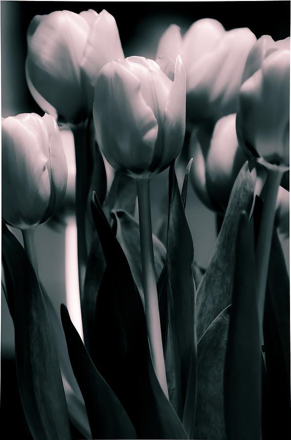 Duo-toned Tulip Photograph by Craig Perry-Ollila