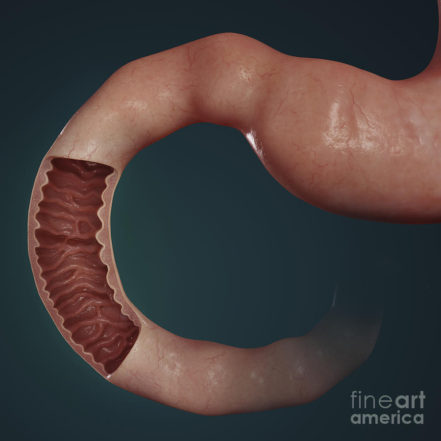 Stomach Photograph - Duodenum by Science Picture Co