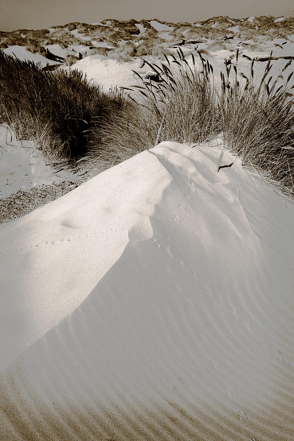 Sand Patterns Photograph - Duotone Dune by Bonnie Bruno