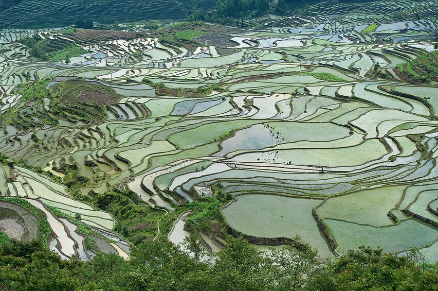 Duoyishu Hani Rice Terrace Near Yuanyang Photograph by Tony Camacho ...