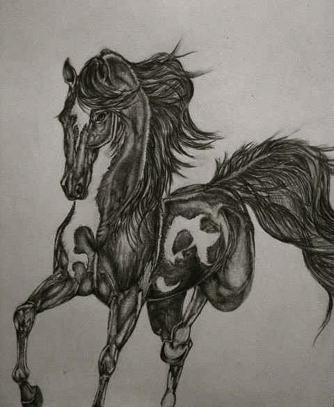 Horse Drawing - Dupatchi by Amanda Warin