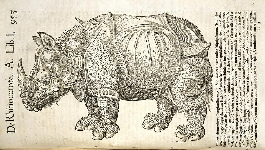 Durer's Rhinoceros, 16th Century Photograph by Natural History Museum ...