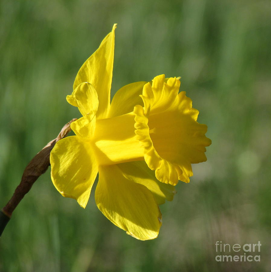 Durfee Hill Daffodil Photograph by Lili Feinstein