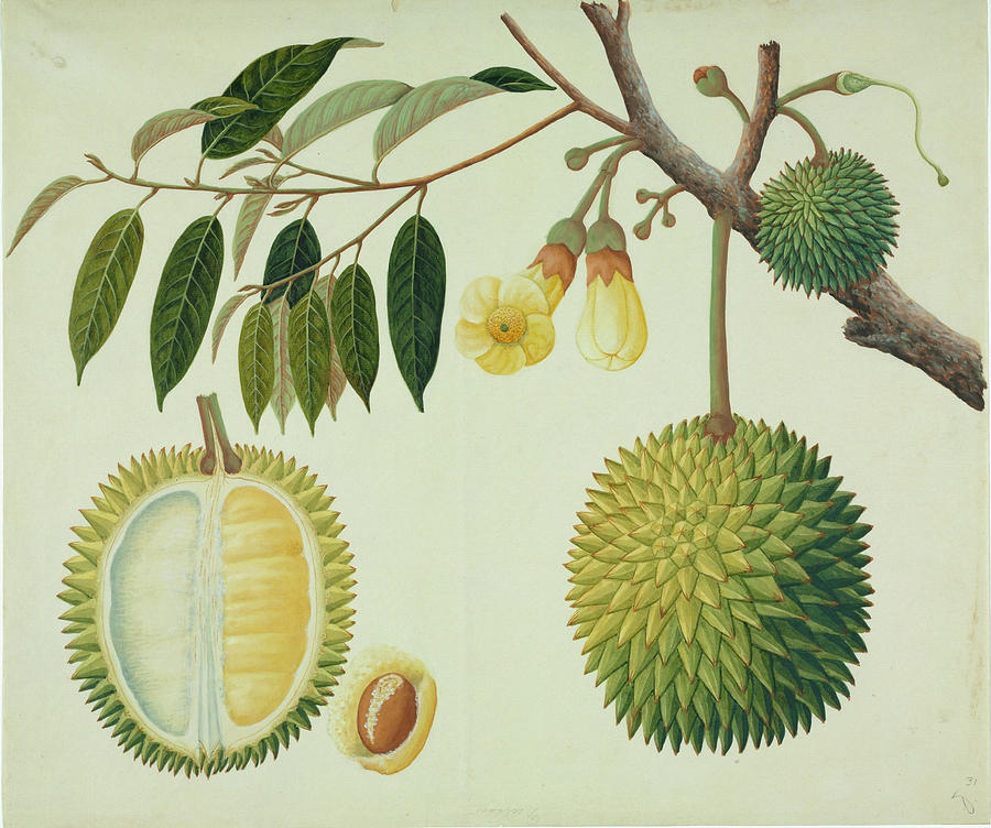 Durian (durio Zibethinus) Plant Photograph by Natural History Museum, London/science Photo Library
