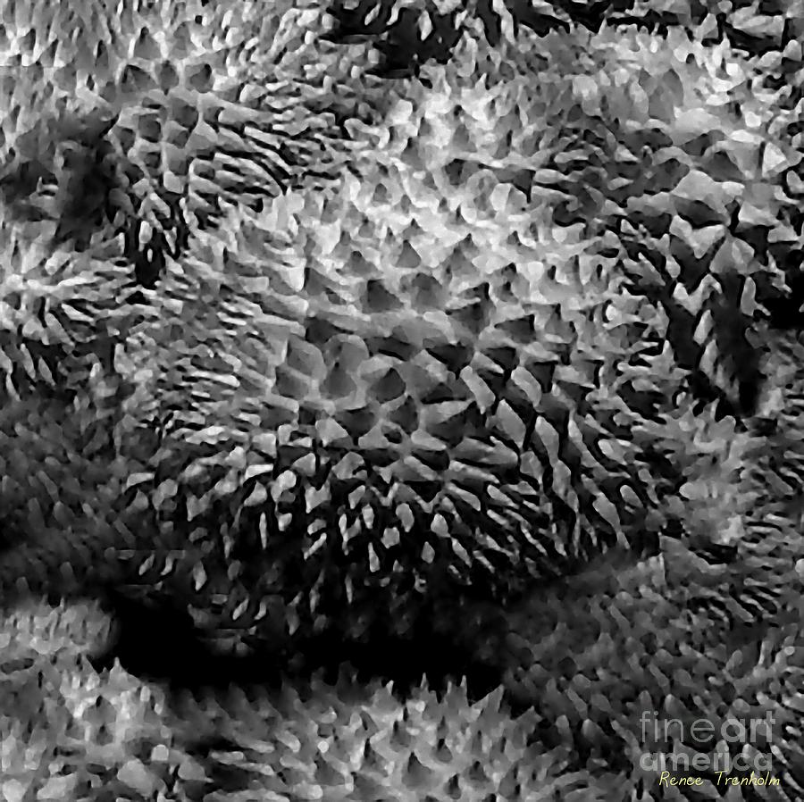 Durian Fruit Photograph by Renee Trenholm