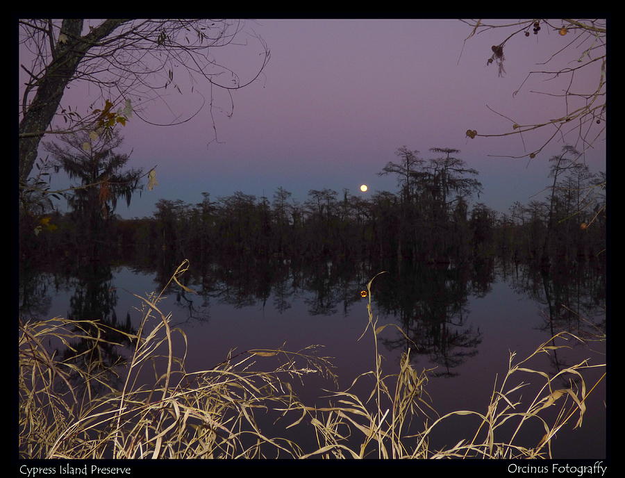 Dusk Moon Over The Swamp Photograph by Kimo Fernandez