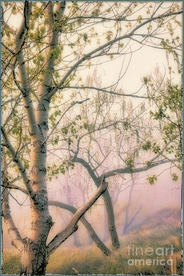 Dusk on Shoreline Trees Digital Art by Georgianne Giese
