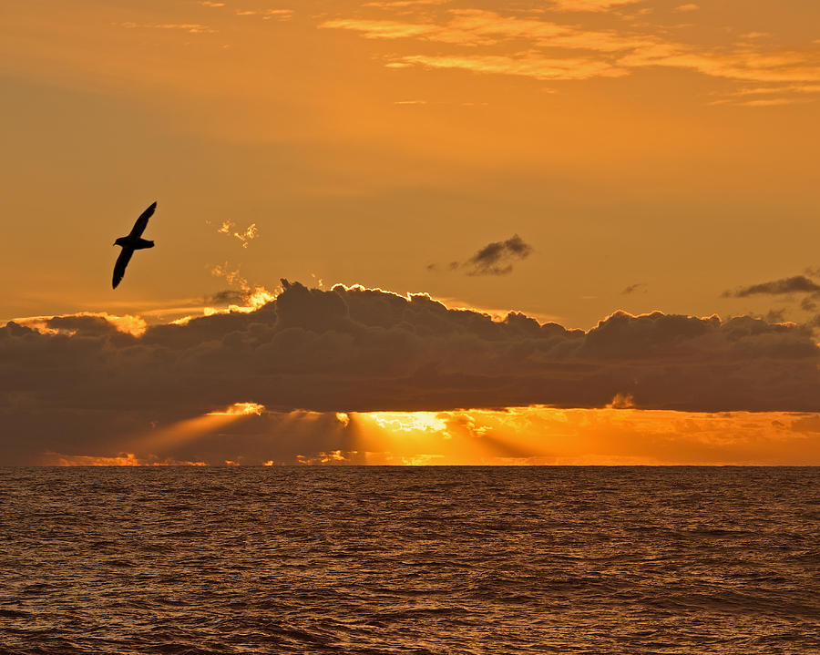 Sunset Photograph - Dusk on the Drake Passage by Tony Beck