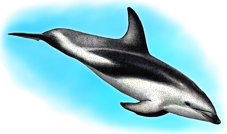 Dusky Dolphin, Illustration Photograph by Roger Hall