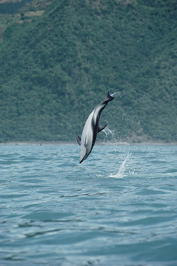 Dusky Dolphin Jumping Kaikoura New Photograph by Flip Nicklin