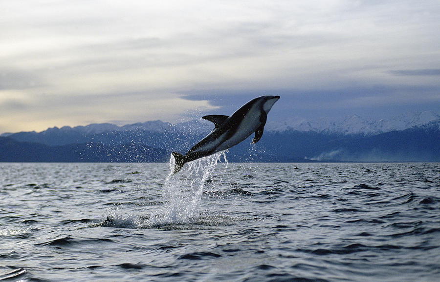 Dusky Dolphin Leaping New Zealand Photograph by Flip Nicklin